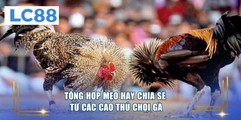Tổng hợp mẹo hay chia sẻ từ các cao thủ chọi gà